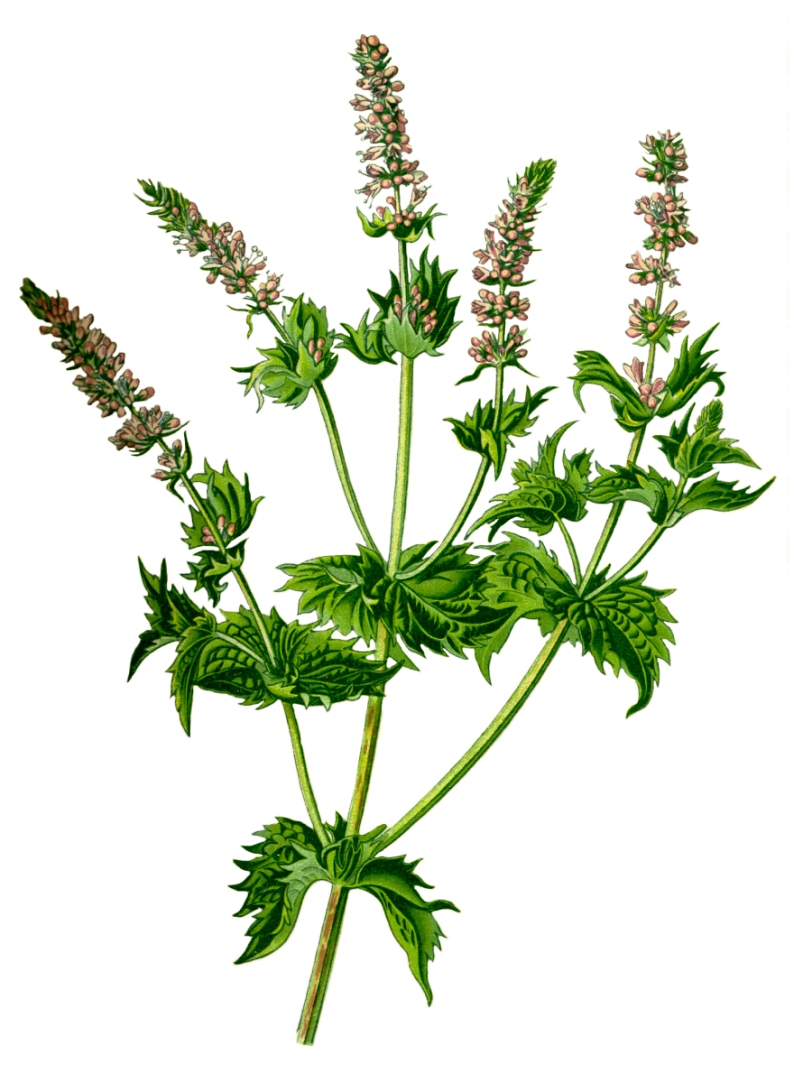 Peppermint, Wikimedia Commons